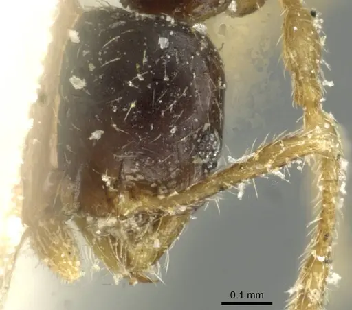 Pheidole minima specimen CASENT0913353 image casent0913353_2
