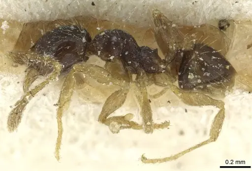 Pheidole minima specimen CASENT0913353 image casent0913353_3
