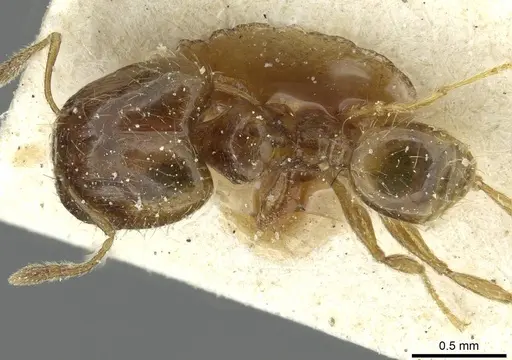 Pheidole minima specimen CASENT0913354 image casent0913354_1