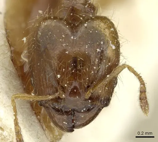 Pheidole minima specimen CASENT0913354 image casent0913354_2