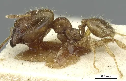 Pheidole minima specimen CASENT0913354 image casent0913354_3