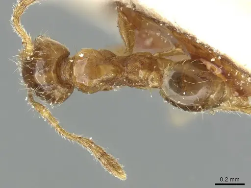 Pheidole minima specimen CASENT0913355 image casent0913355_1