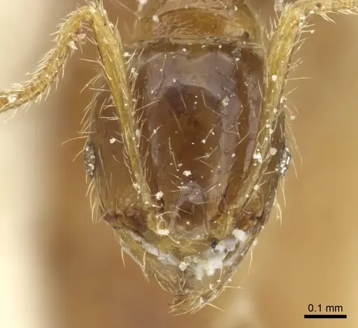 Pheidole minima specimen CASENT0913355 image casent0913355_2
