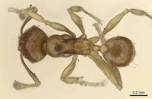 Pheidole minima specimen CASENT0922197 image casent0922197_1