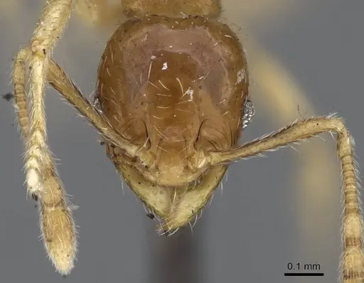 Pheidole minima specimen CASENT0922197 image casent0922197_2