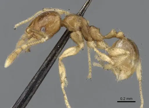 Pheidole minima specimen CASENT0922197 image casent0922197_3