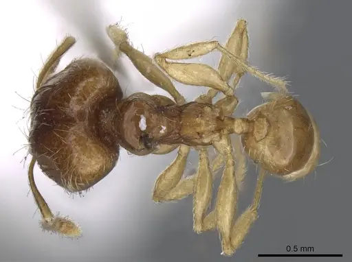 Pheidole minima specimen CASENT0922198 image casent0922198_1