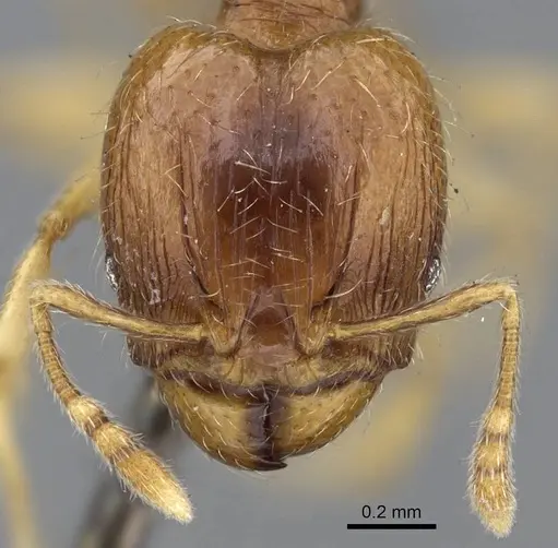 Pheidole minima specimen CASENT0922198 image casent0922198_2