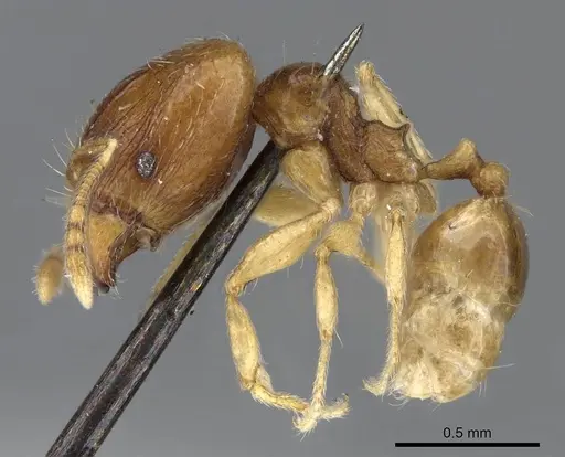 Pheidole minima specimen CASENT0922198 image casent0922198_3