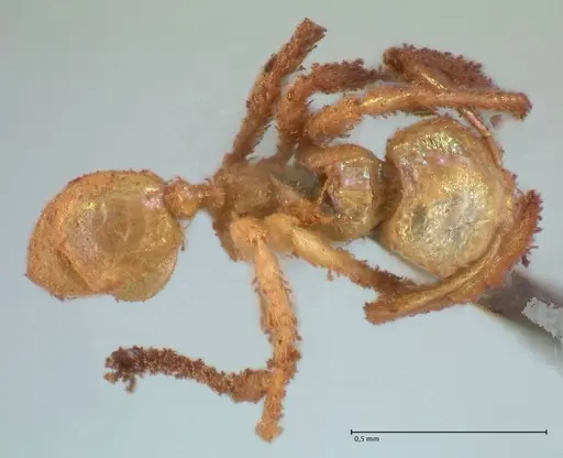 Pheidole minima specimen FOCOL1792 image focol1792_1