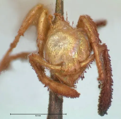 Pheidole minima specimen FOCOL1792 image focol1792_2