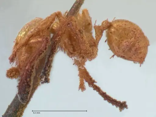 Pheidole minima specimen FOCOL1792 image focol1792_3