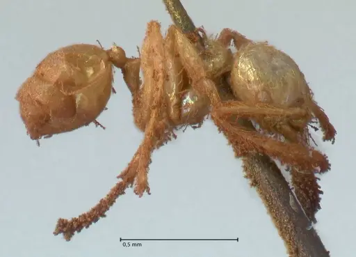 Pheidole minima specimen FOCOL1792 image focol1792_4