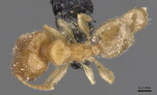 Pheidole minuscula specimen CASENT0913736 image casent0913736_1