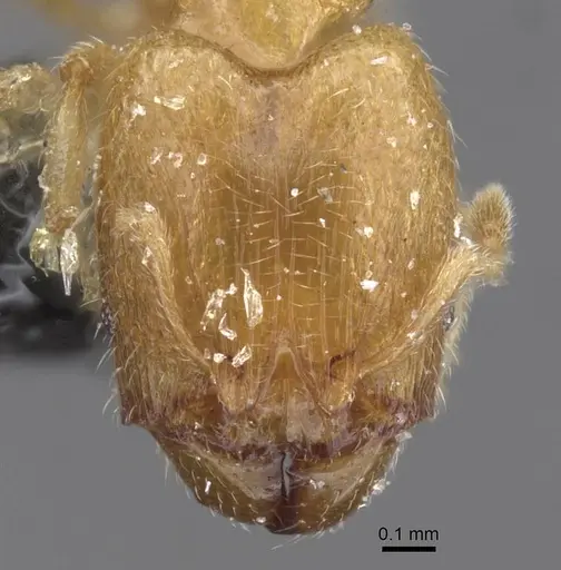 Pheidole minuscula specimen CASENT0913736 image casent0913736_2