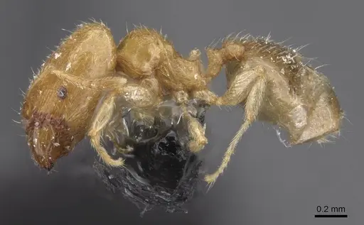 Pheidole minuscula specimen CASENT0913736 image casent0913736_3