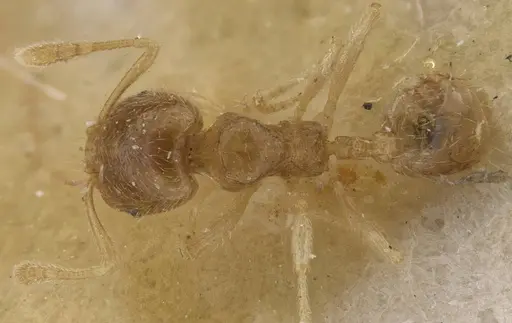 Pheidole minuscula specimen CASENT0913737 image casent0913737_1