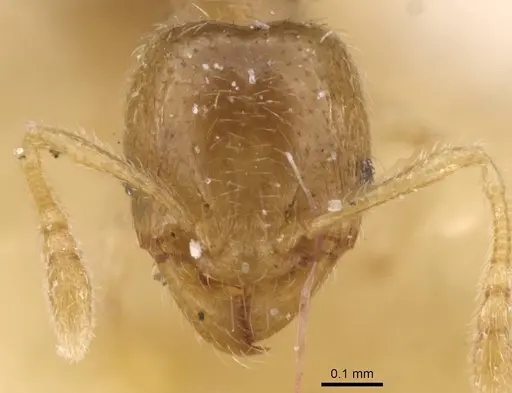 Pheidole minuscula specimen CASENT0913737 image casent0913737_2