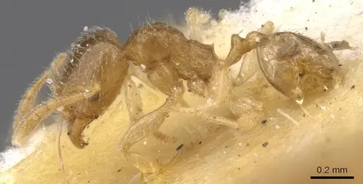 Pheidole minuscula specimen CASENT0913737 image casent0913737_3