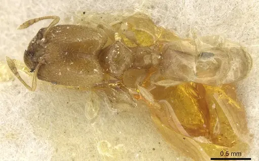 Pheidole minuscula specimen CASENT0915440 image casent0915440_1