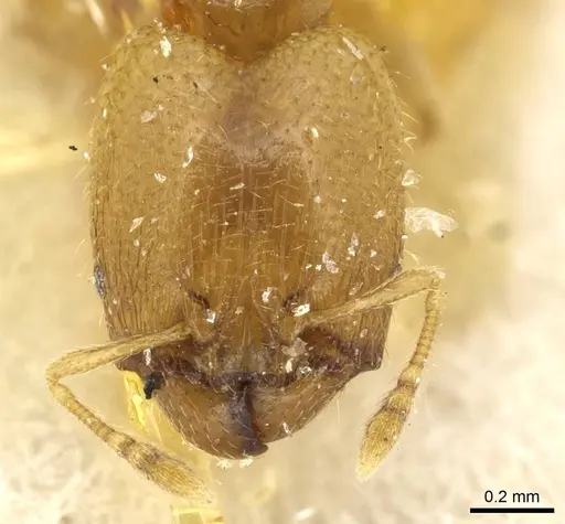 Pheidole minuscula specimen CASENT0915440 image casent0915440_2