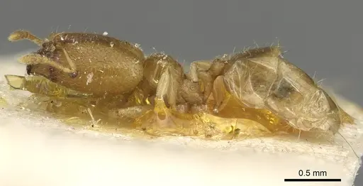 Pheidole minuscula specimen CASENT0915440 image casent0915440_3