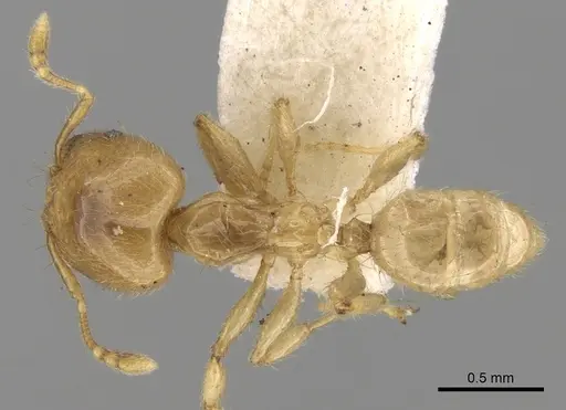 Pheidole minutula specimen CASENT0281756 image casent0281756_1