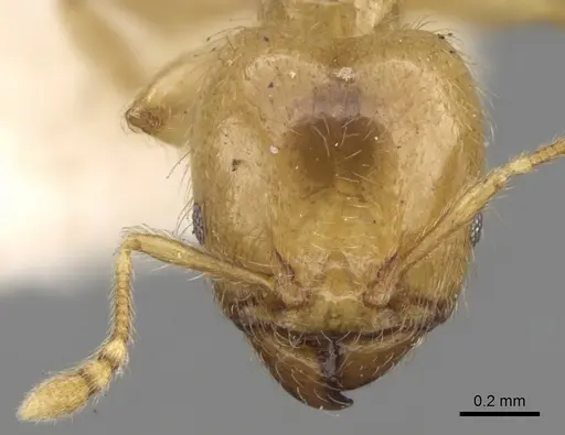 Pheidole minutula specimen CASENT0281756 image casent0281756_2