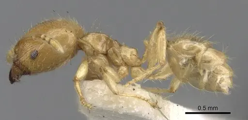 Pheidole minutula specimen CASENT0281756 image casent0281756_3