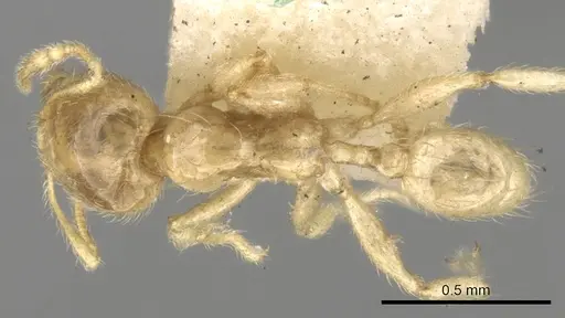 Pheidole minutula specimen CASENT0281757 image casent0281757_1