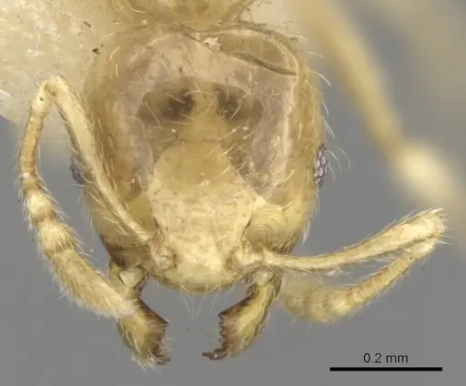 Pheidole minutula specimen CASENT0281757 image casent0281757_2