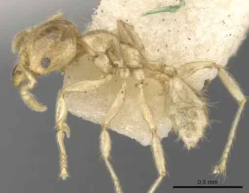 Pheidole minutula specimen CASENT0281757 image casent0281757_3