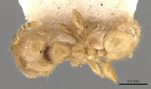 Pheidole minutula specimen CASENT0908290 image casent0908290_1