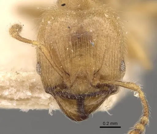 Pheidole minutula specimen CASENT0908290 image casent0908290_2