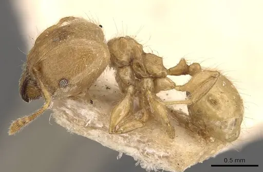 Pheidole minutula specimen CASENT0908290 image casent0908290_3