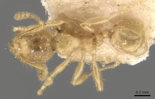 Pheidole minutula specimen CASENT0908291 image casent0908291_1