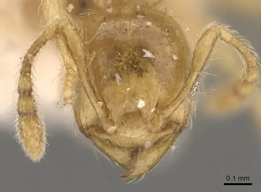 Pheidole minutula specimen CASENT0908291 image casent0908291_2