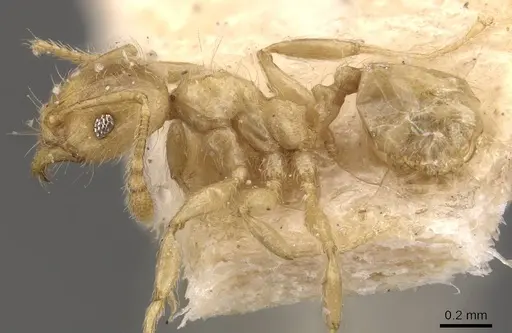 Pheidole minutula specimen CASENT0908291 image casent0908291_3