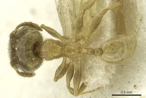 Pheidole minutula specimen CASENT0913356 image casent0913356_1