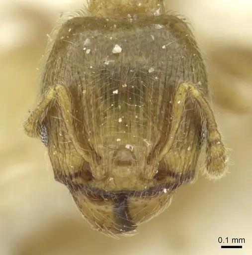 Pheidole minutula specimen CASENT0913356 image casent0913356_2