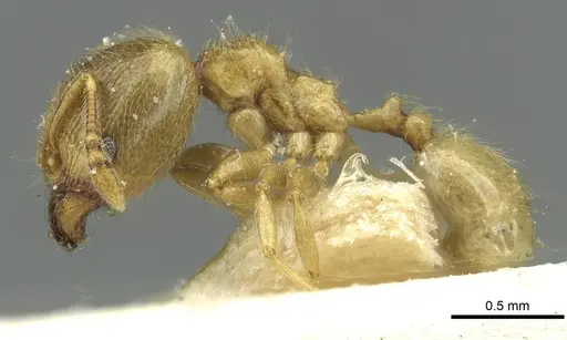 Pheidole minutula specimen CASENT0913356 image casent0913356_3