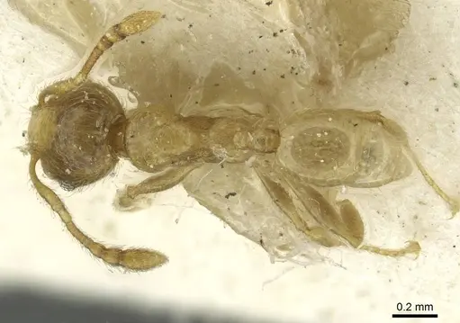 Pheidole minutula specimen CASENT0913357 image casent0913357_1
