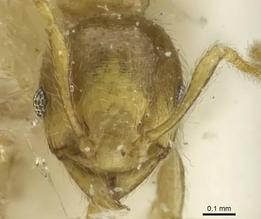 Pheidole minutula specimen CASENT0913357 image casent0913357_2