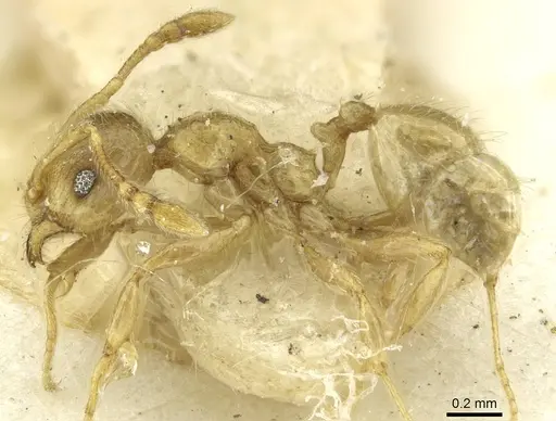 Pheidole minutula specimen CASENT0913357 image casent0913357_3