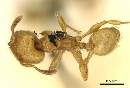 Pheidole minutula specimen CASENT0916065 image casent0916065_1