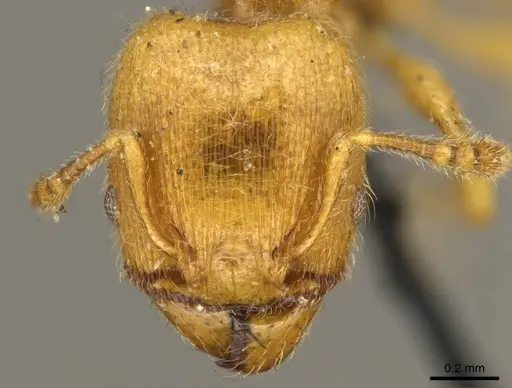 Pheidole minutula specimen CASENT0916065 image casent0916065_2