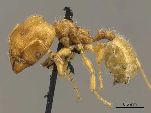 Pheidole minutula specimen CASENT0916065 image casent0916065_3