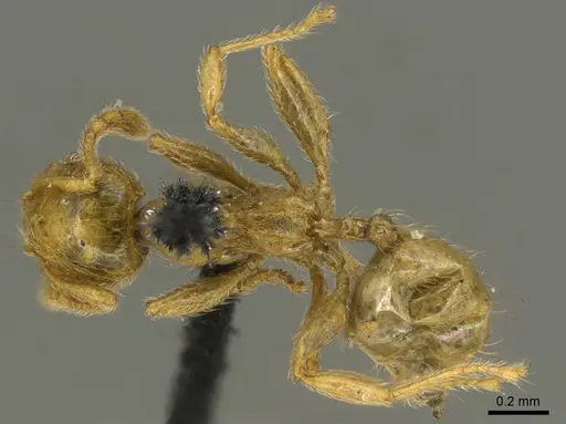Pheidole minutula specimen CASENT0916066 image casent0916066_1