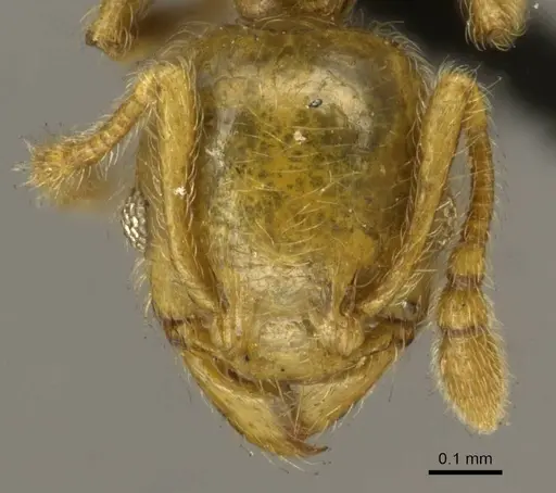 Pheidole minutula specimen CASENT0916066 image casent0916066_2
