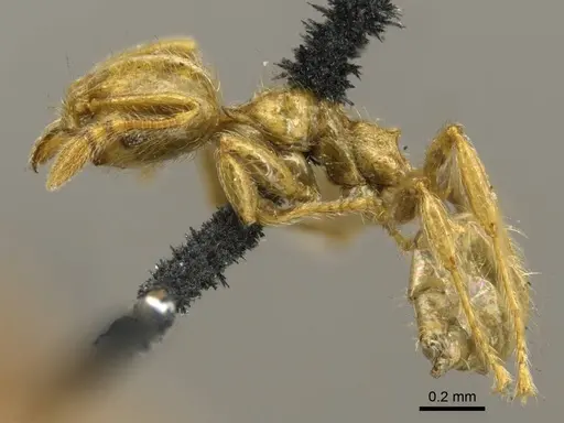 Pheidole minutula specimen CASENT0916066 image casent0916066_3